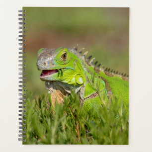 Agenda Iguana na Flórida 2023