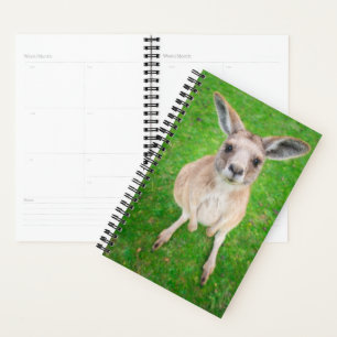 Agenda Imagens Getty Baby Kangaroo