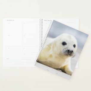 Agenda Imagens Getty Bebê