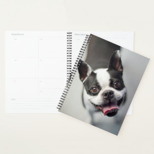 Agenda Imagens Getty Buldogue francês
