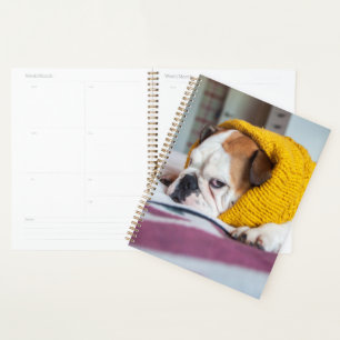 Agenda Imagens Getty Buldogue Inglês