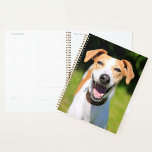 Agenda Imagens Getty Cachorro Rindo