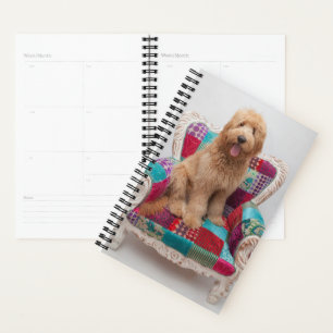 Agenda Imagens Getty Goldendoodle