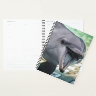 Agenda Imagens Getty Golfinho