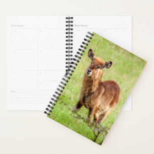 Agenda Imagens Getty Jovem Marrom Antelope Waterbuck