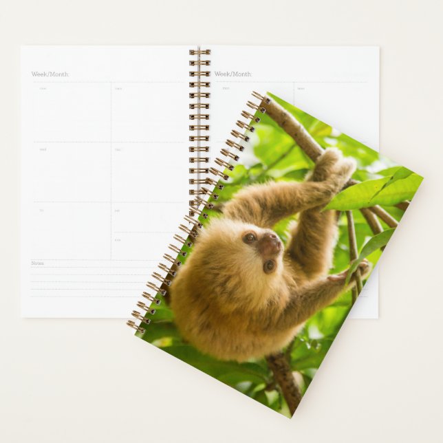 Agenda Imagens Getty | Lama para Baixo (Exibição)