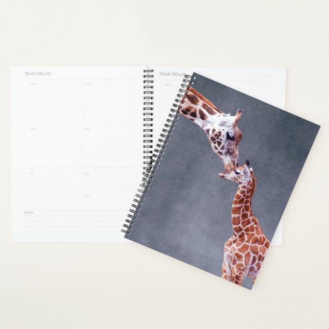 Agenda Imagens Getty | Mãe e Bebê Girafa (Exibição)