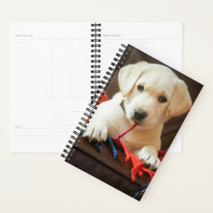 Agenda Imagens Getty Puppia Em Sofá