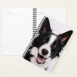 Agenda Imagens Getty Um Collie de Borda Sorridente