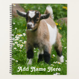 Agenda Kid de Cabra Anã Pigmeus Personalizada