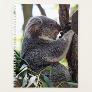 Agenda Koala Bear Semanal/Planejador Mensal