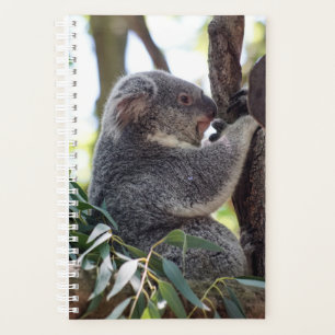 Agenda Koala Bear Semanal/Planejador Mensal