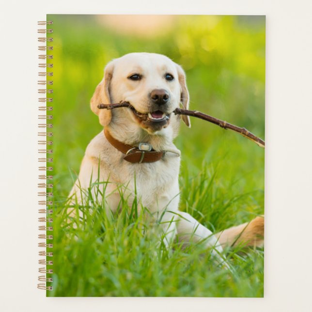 Agenda Labrador Amarelo Reproduz Busca Com Stick (Frente)