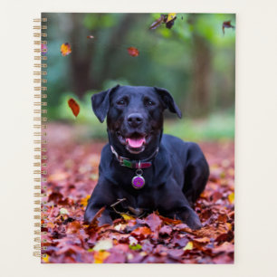 Agenda Labrador Negro Em Folhas De Queda