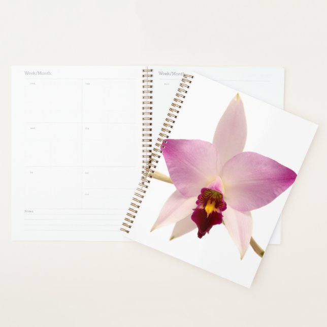 Agenda Laelia Ancep (Exibição)
