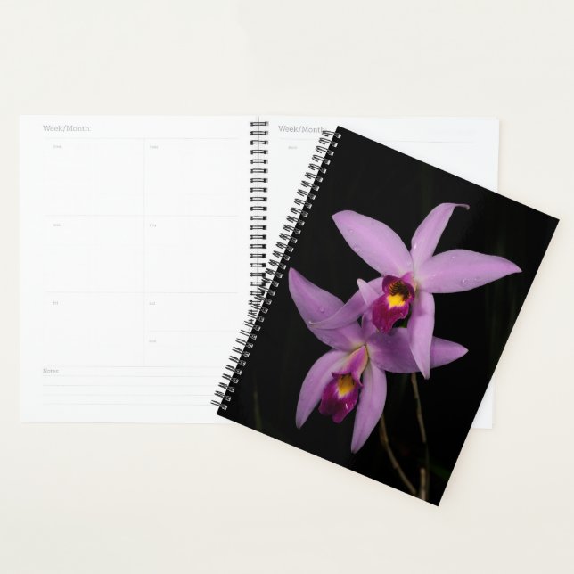Agenda Laelia Anceps (Exibição)