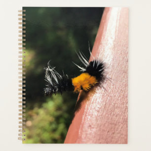 Agenda Lagarta dançante