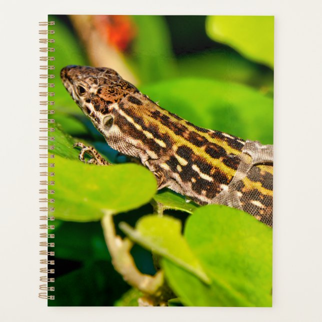 Agenda Lagarto de parede italiano (Frente)