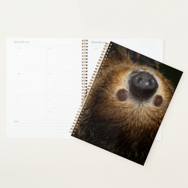 Agenda Lama de Dois Todos do Sul (Exibição)