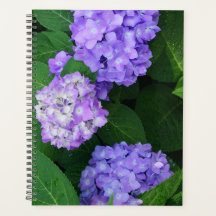 Lavender Hydrangea