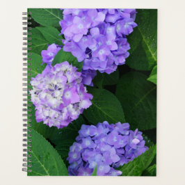 Agenda Lavender Hydrangea