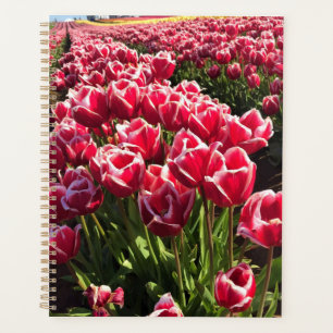 Agenda Leen Van Der Mark Tulips, Oregon