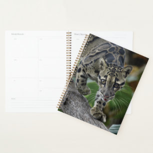 Agenda Leopardo nublado em movimento