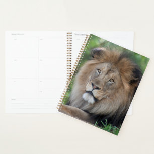 Agenda Lion Lounging in a Forest