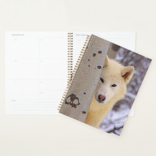 Agenda Lobo