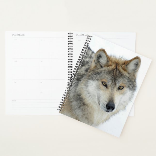 Agenda Lobo (Exibição)