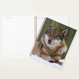 Agenda Lobo