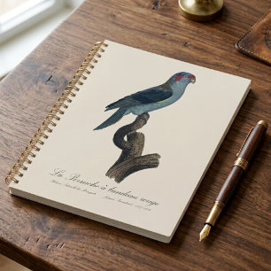 Agenda Loriqueito-azul, Trichoglossus concinnus