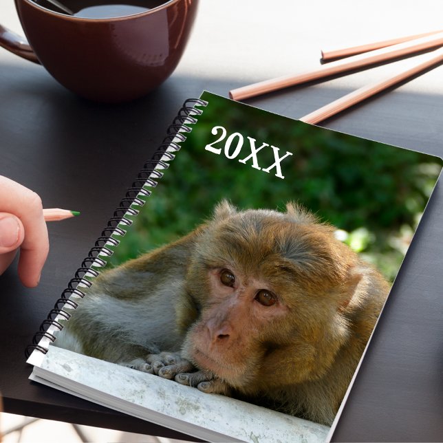 Agenda Macaco - Avô (Criador carregado)