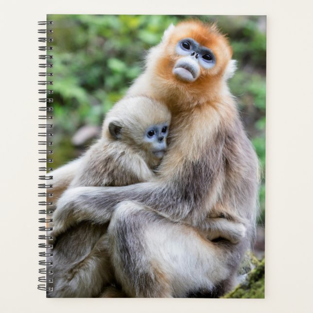 Agenda Macaco Dourado de Nariz Arrebitado com Bebê (Frente)