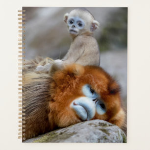 Agenda Macaco Dourado de Nariz Arrebitado Pai com Bebê