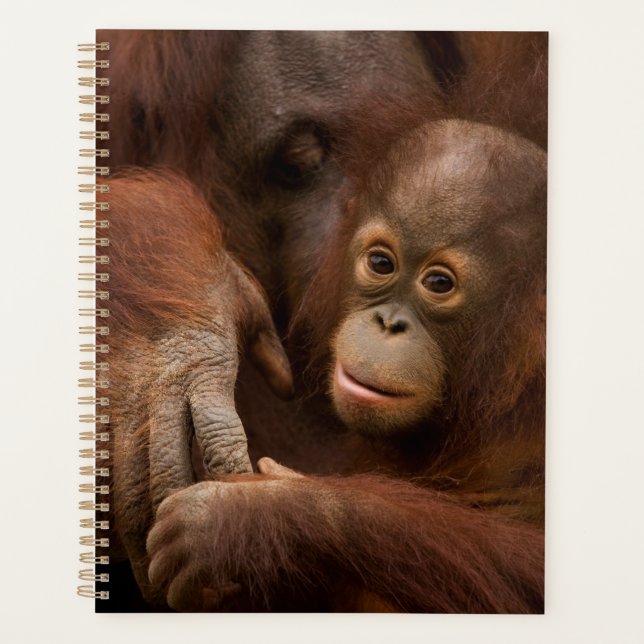 Agenda Mãe de orangotango e bebê no zoológico (Frente)