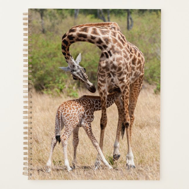 Agenda Mãe e bebê girafa no Quênia (Frente)