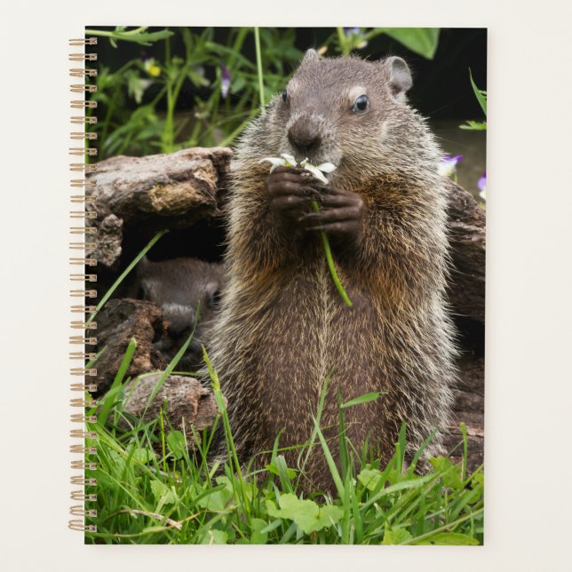 Agenda Marmota Comendo uma Flor (Frente)