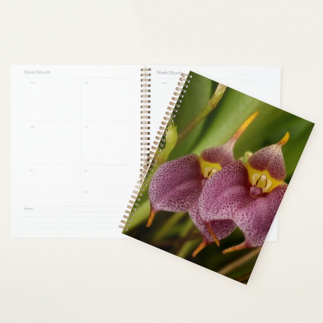 Agenda Masdevallia (Exibição)