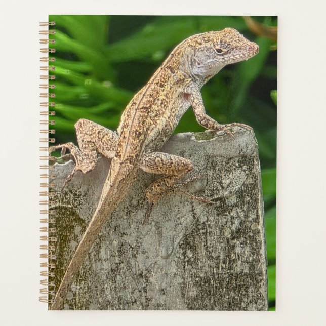 Agenda Mestre do Camuflagem (Frente)