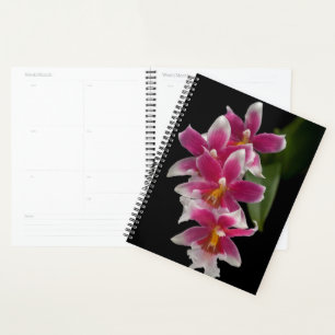 Agenda Miltonioda Sakura