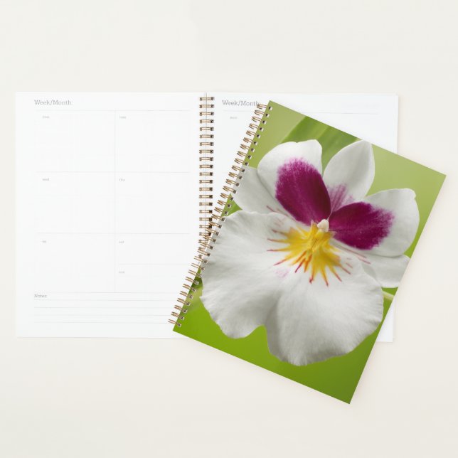 Agenda Miltoniopsis Roezlii (Orquídeas Pansy) (Exibição)