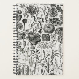 Agenda Minerais Geológicos Fósseis Poli