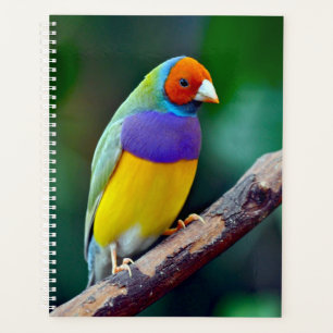 Agenda Mingau-gouldian