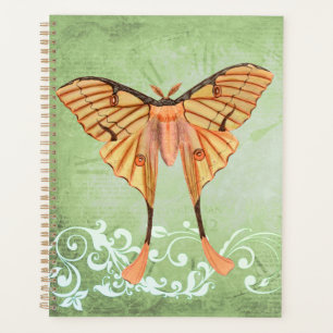 Agenda Moth da Seda Africana