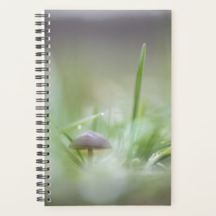 Agenda Mushroom Nature Photo