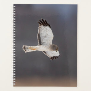 Agenda norte Harrier Hawk 2022