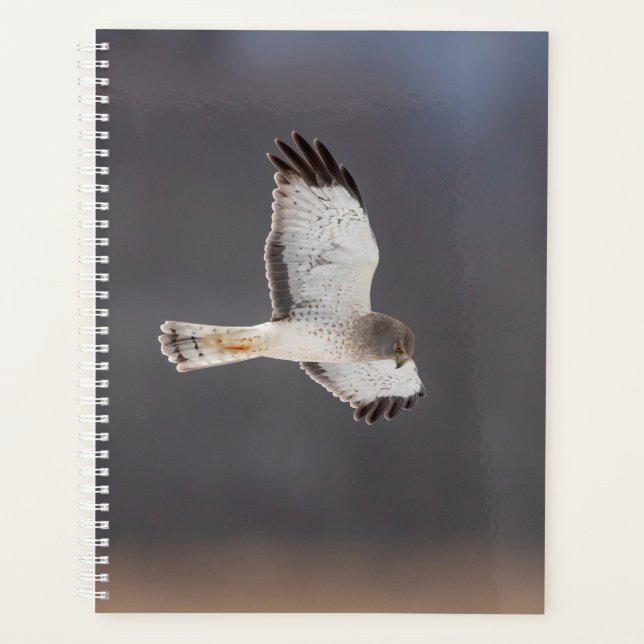 Agenda norte Harrier Hawk 2024 (Frente)