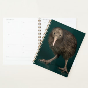 Agenda North Island Brown Kiwi