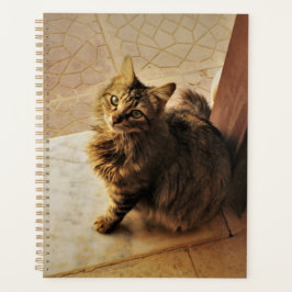 Agenda Notebook de Gatinho curioso